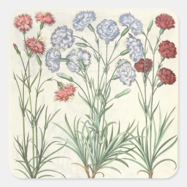 Carnations: 1.Caryophyllus multiplex flore albo; 2 Square Sticker (Front)