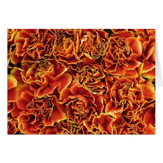Carnations Cards (Front Horizontal)