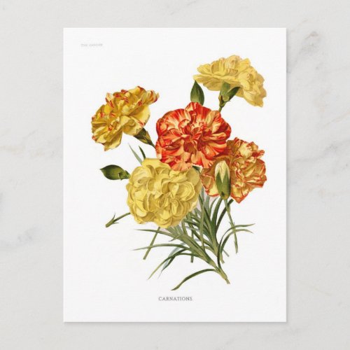 Carnations Postcard