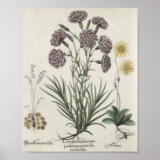 Carnations Poster