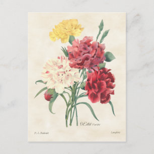 Carnations Vintage Botanical Postcard