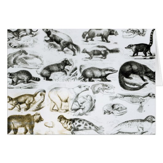 Carnivorous Animals Cards (Front Horizontal)
