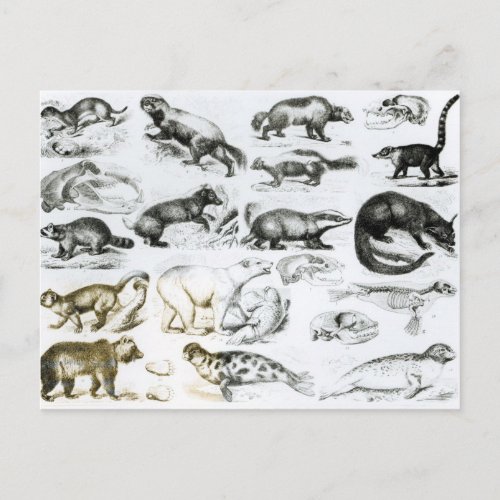 Carnivorous Animals Postcard