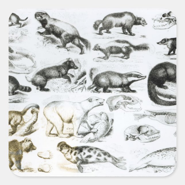 Carnivorous Animals Square Sticker (Front)