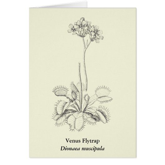 Carnivorous Plant Botanical Art Cards (Front)