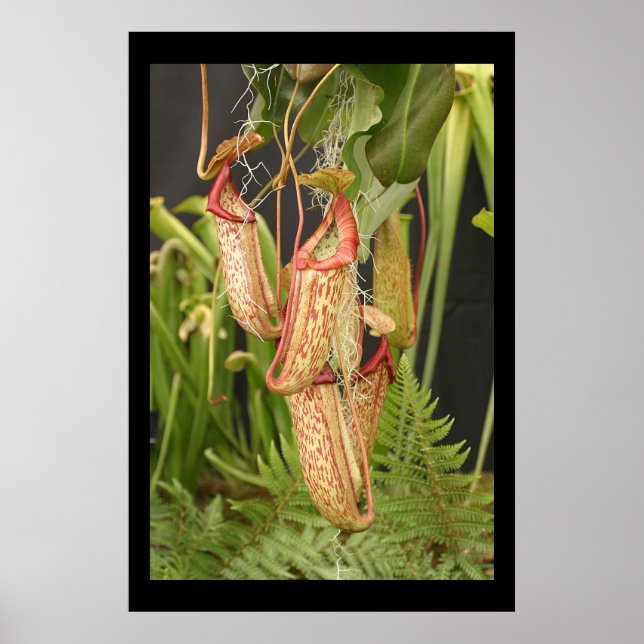Carnivorous  Plant Poster (Front)