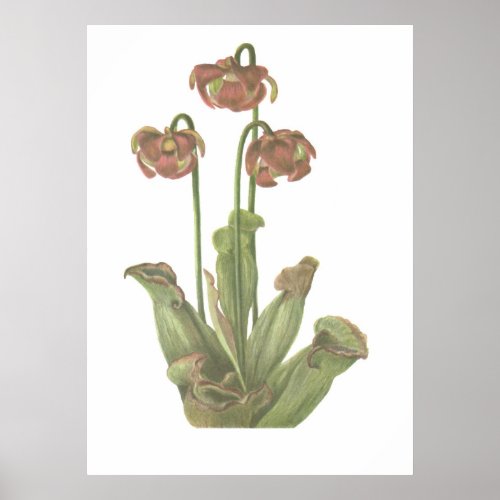 Carnivorous Plant _ Sarracenia purpurea Poster