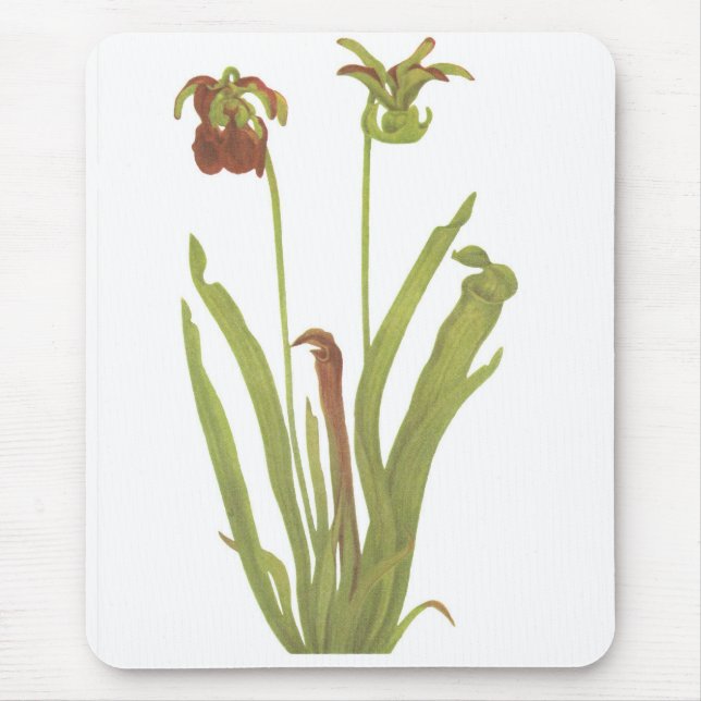 Carnivorous Plant - Sarracenia rubra Mouse Pad (Front)