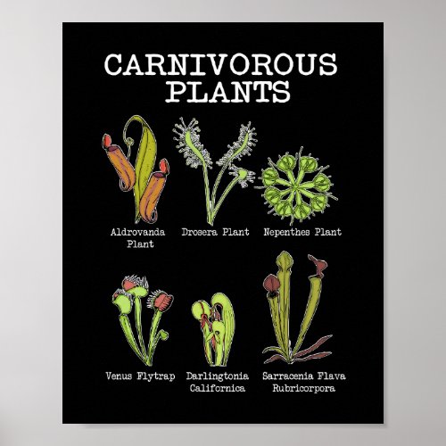 Carnivorous Plants Species Saracenia Venus Flytrap Poster