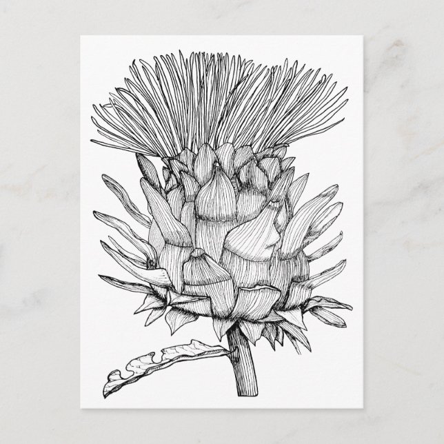 Caro the cardoon postcard (Front)