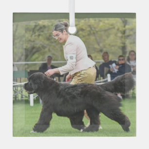 Carol B Newf Puppy Christmas Glass Ornament