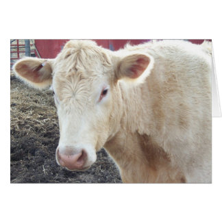 Carole’s Cow Cards