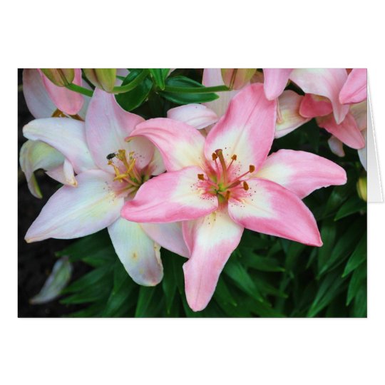 "Carole's Flowers" collection Card