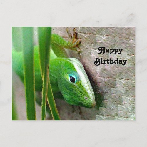 Carolina Anole Green Lizard Photo Birthday Postcard