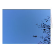 Carolina Blue, card (Front Horizontal)