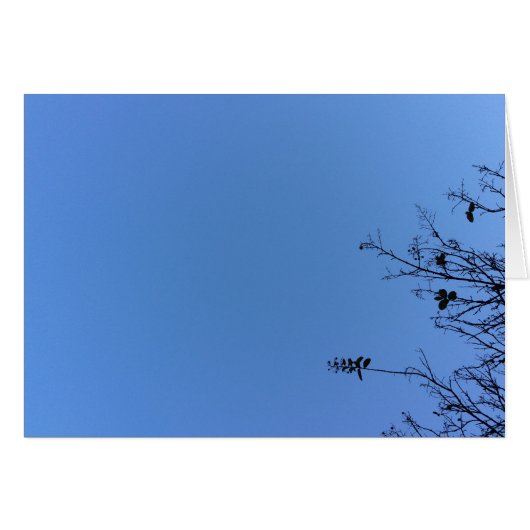 Carolina Blue, card (Front Horizontal)