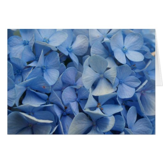 Carolina Blue Cards (Front Horizontal)
