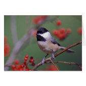 Carolina Chickadee (Front Horizontal)