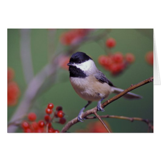 Carolina Chickadee Cards (Front Horizontal)