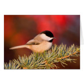 Carolina Chickadee in Blue Atlas Cedar (Front Horizontal)