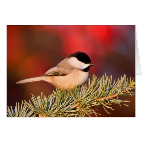 Carolina Chickadee in Blue Atlas Cedar