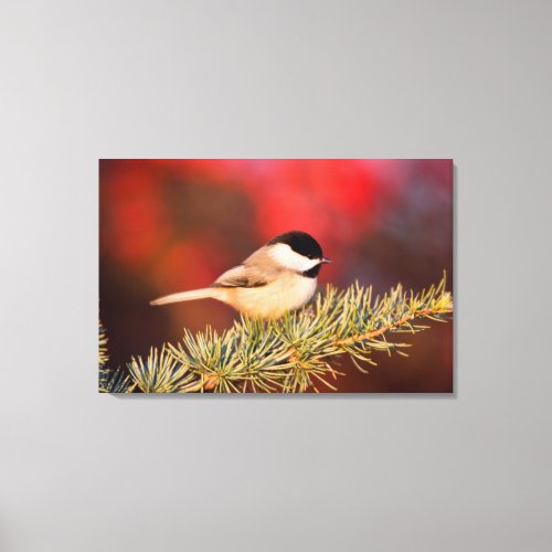 Carolina Chickadee in Blue Atlas Cedar Canvas Print