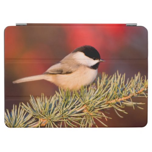 Carolina Chickadee in Blue Atlas Cedar iPad Air Cover