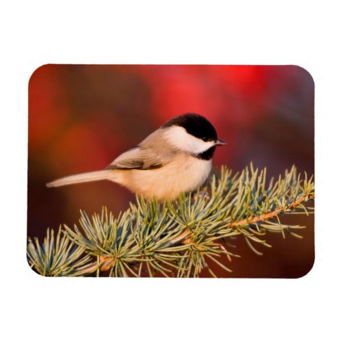 Carolina Chickadee in Blue Atlas Cedar Magnet