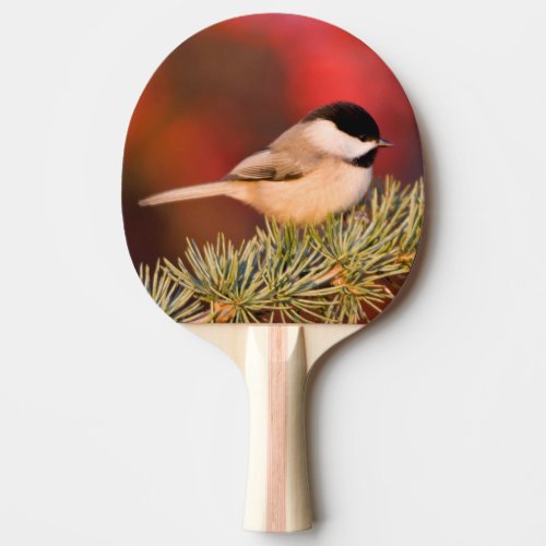 Carolina Chickadee in Blue Atlas Cedar Ping Pong Paddle