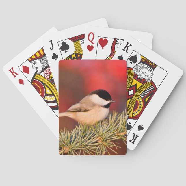 Carolina Chickadee in Blue Atlas Cedar Poker Cards (Back)