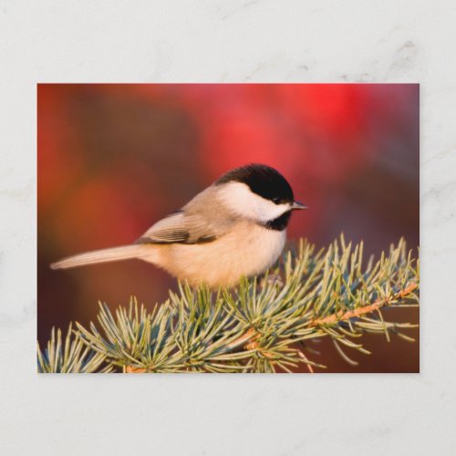 Carolina Chickadee in Blue Atlas Cedar Postcard