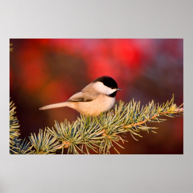 Carolina Chickadee in Blue Atlas Cedar Poster (Front)