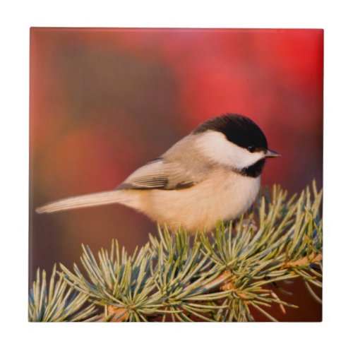 Carolina Chickadee in Blue Atlas Cedar Tile