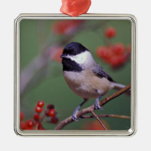 Carolina Chickadee Metal Ornament
