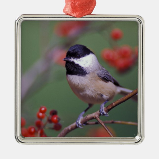 Carolina Chickadee Metal Ornament (Front)