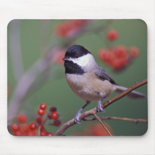 Carolina Chickadee Mouse Pad (Front)