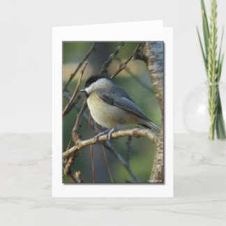 Carolina Chickadee Note Card