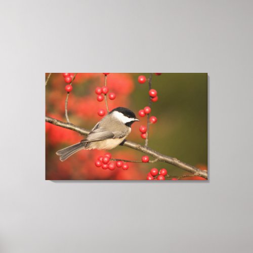 Carolina Chickadee on Common Winterberry bush Canvas Print