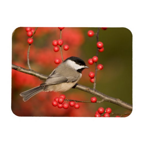 Carolina Chickadee on Common Winterberry bush Magnet