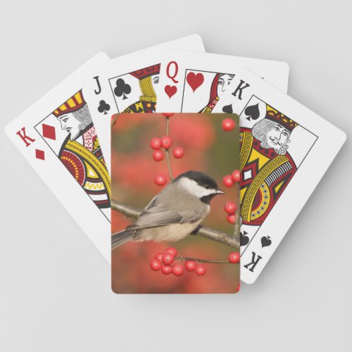 Carolina Chickadee on Common Winterberry bush Poker Cards