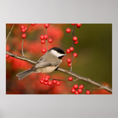 Carolina Chickadee on Common Winterberry bush Poster