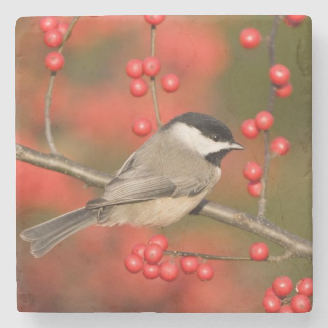 Carolina Chickadee on Common Winterberry bush Stone Coaster (Front)