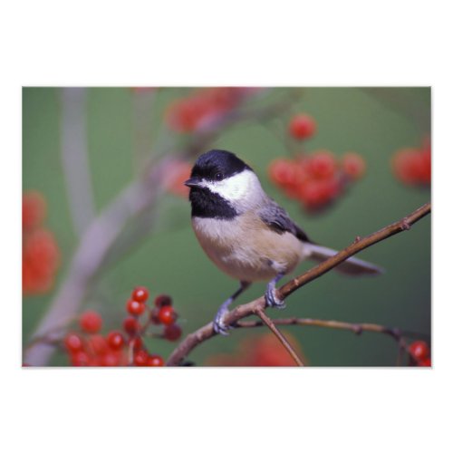 Carolina Chickadee Photo Print