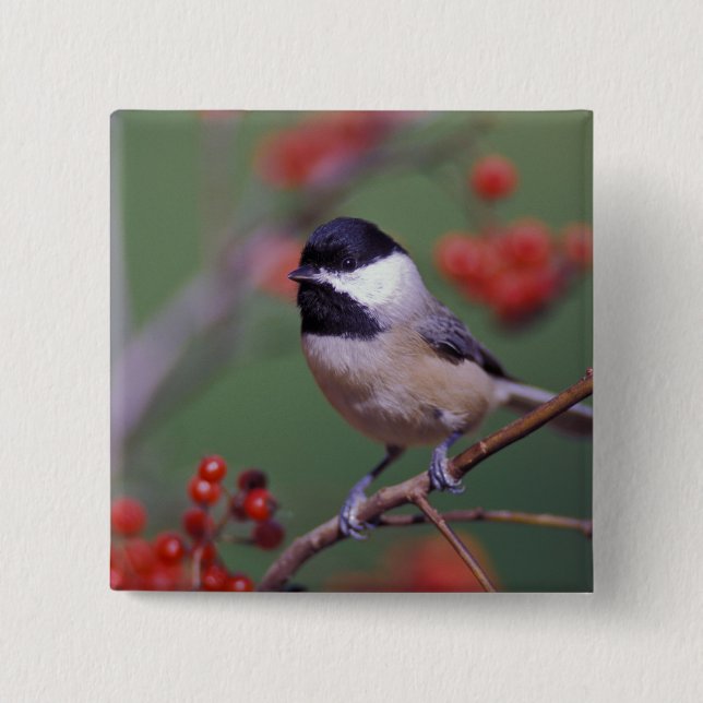 Carolina Chickadee Pinback Button (Front)