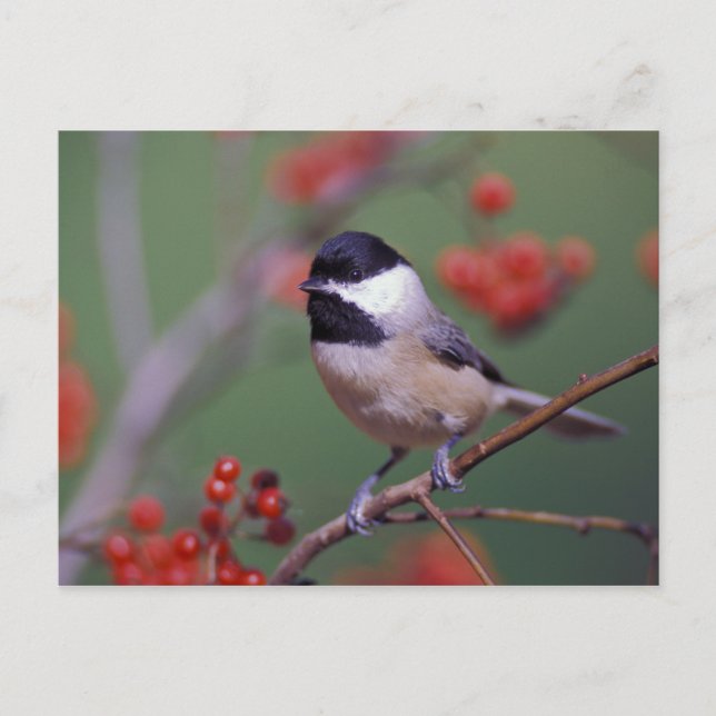 Carolina Chickadee Postcard (Front)