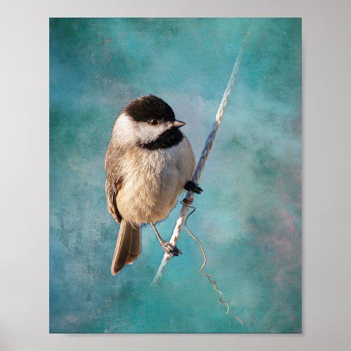 Carolina Chickadee Poster