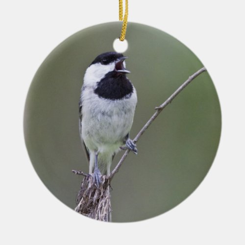 Carolina chickadee singing ceramic ornament