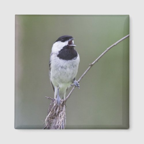 Carolina chickadee singing magnet