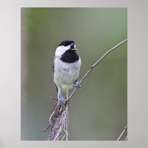 Carolina chickadee singing poster