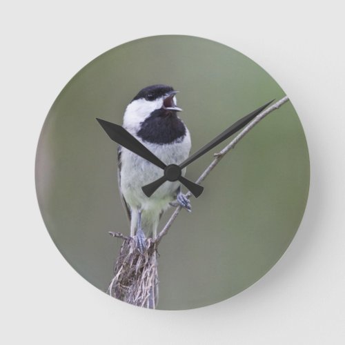 Carolina chickadee singing round clock